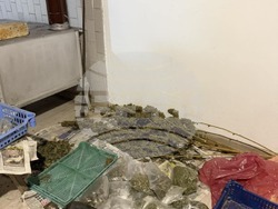 Търговище - наркотици - ОДМВР