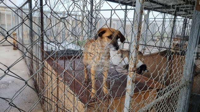Дарителска кампания набира топли завивки за кучета в приюта в Търговище 