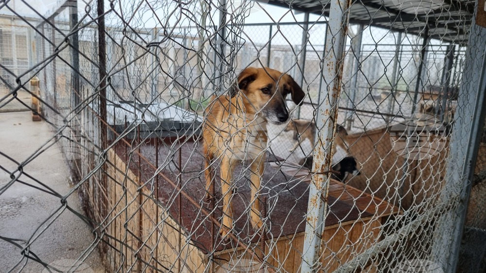 Дарителска кампания набира топли завивки за кучета в приюта в Търговище 