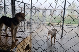 Търговище - Общински приют - кучета