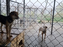 Търговище - Общински приют - кучета