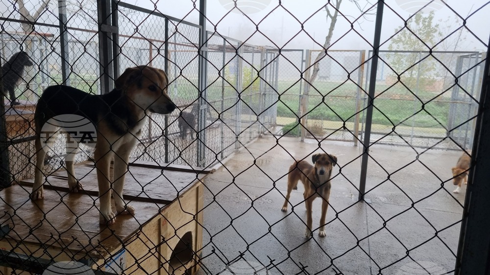 Над 1850 евро в жълти стотинки дариха в Търговище за животните в Общинския приют 