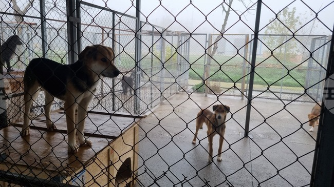 Над 1850 евро в жълти стотинки дариха в Търговище за животните в Общинския приют 