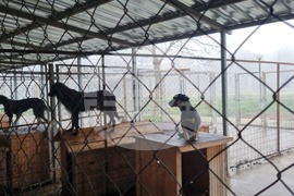 Търговище - Общински приют - кучета