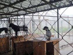 Търговище - Общински приют - кучета