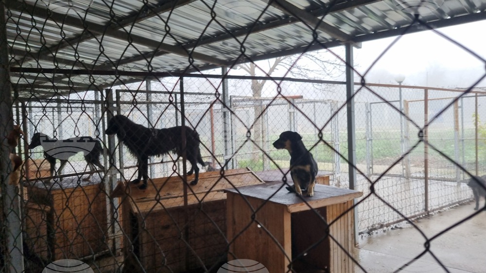 Търговище - Общински приют - кучета