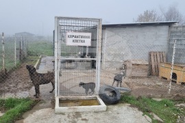 Търговище - Общински приют - кучета