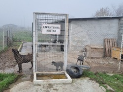 Търговище - Общински приют - кучета