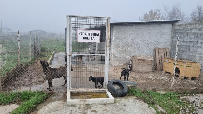 Над 220 кучета са кастрирани в общинския приют в Търговище през 2025 година