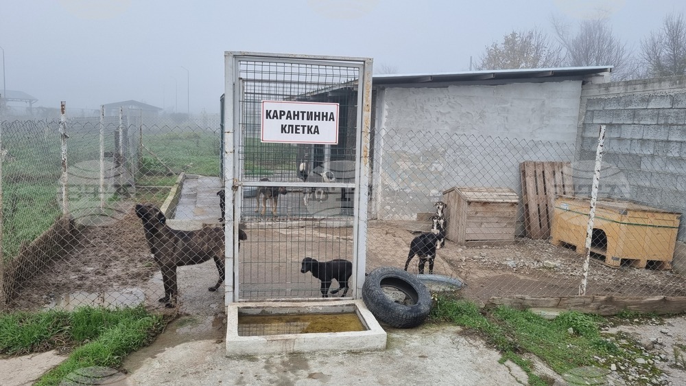 Търговище - Общински приют - кучета