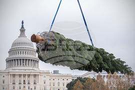 Capitol Christmas Tree