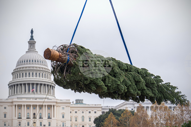 Capitol Christmas Tree