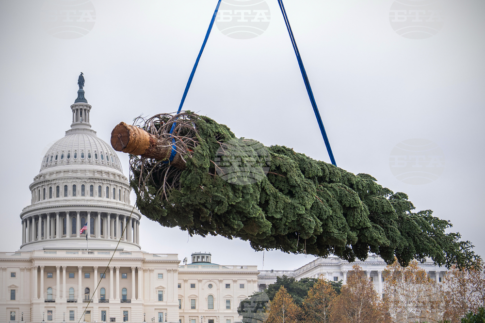 Capitol Christmas Tree