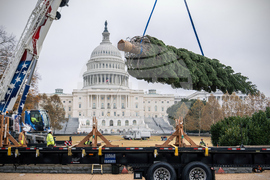Capitol Christmas Tree