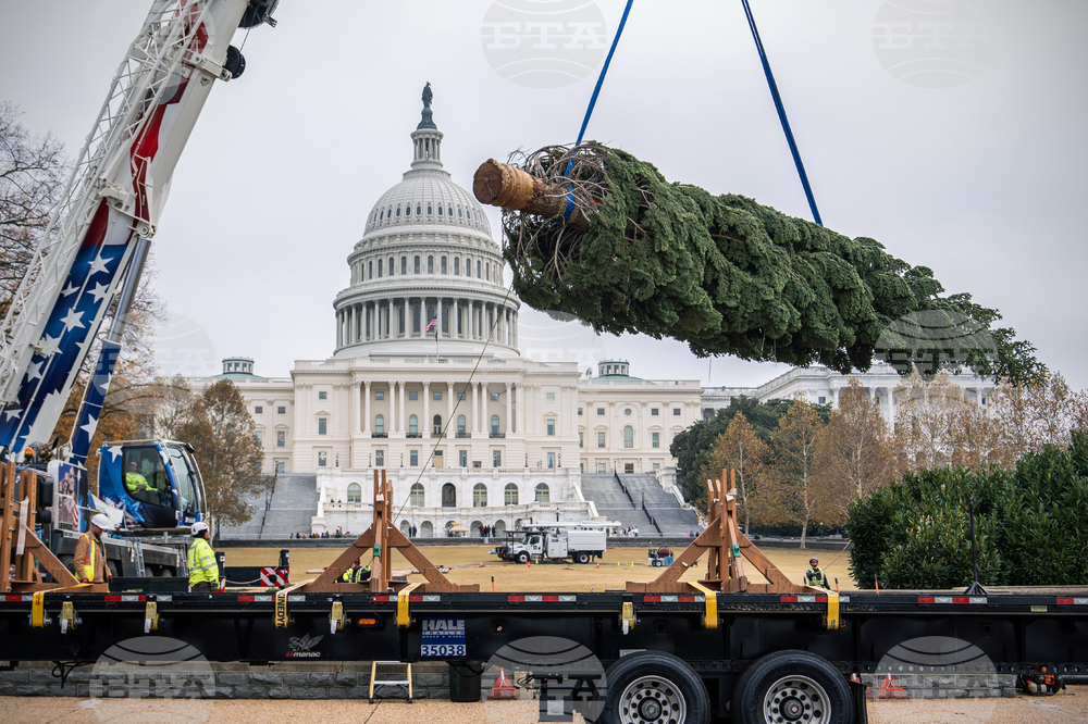 Capitol Christmas Tree