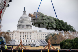 Capitol Christmas Tree