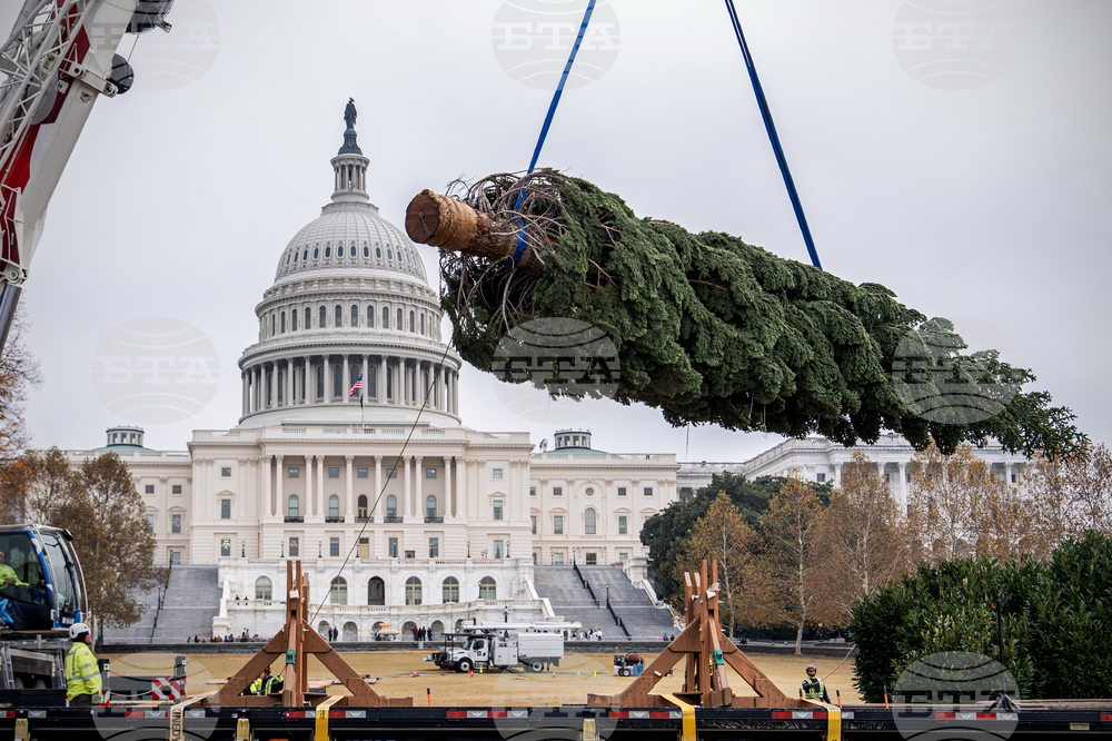 Capitol Christmas Tree