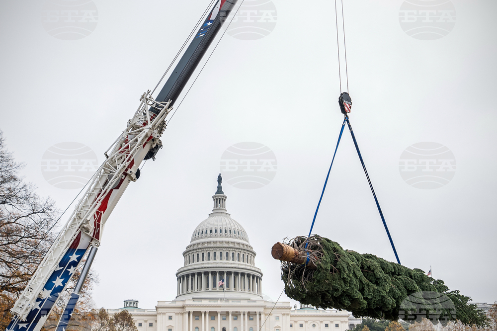 Capitol Christmas Tree