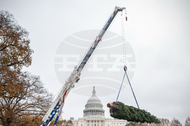 Capitol Christmas Tree