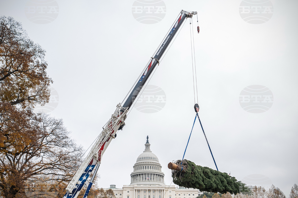 Capitol Christmas Tree