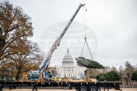 Capitol Christmas Tree