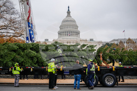 Capitol Christmas Tree