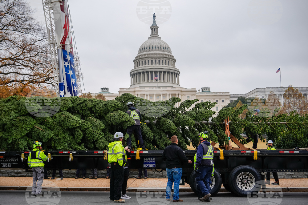 Capitol Christmas Tree