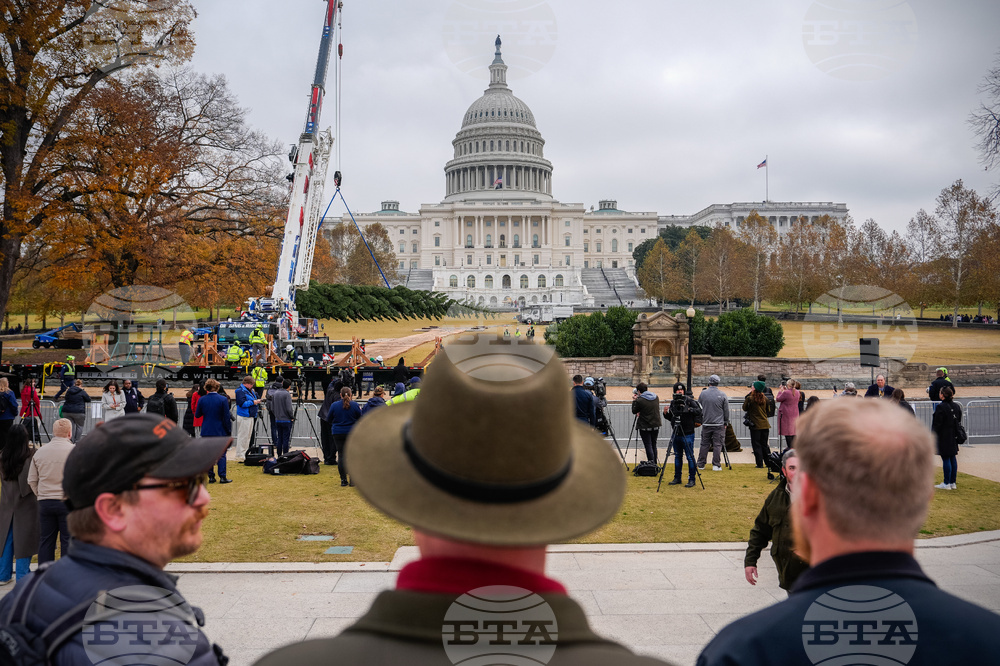 Capitol Christmas Tree