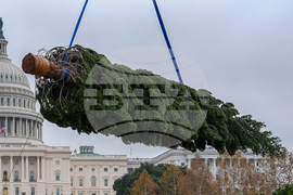Capitol Christmas Tree