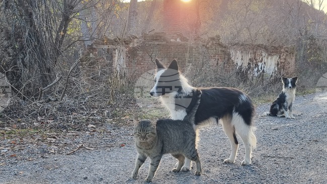 Община Самоков организира за втора поредна година кампания за безплатна кастрация на дворни кучета 
