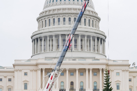 Capitol Christmas Tree