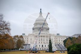 Capitol Christmas Tree