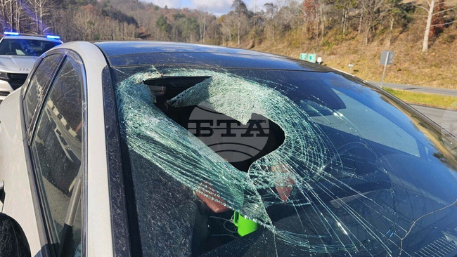Smashed Windshield-Cat Carcass