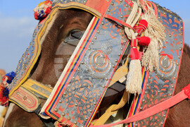 Libya Equestrian Festival