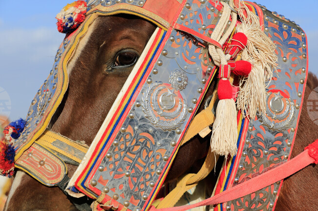 Libya Equestrian Festival