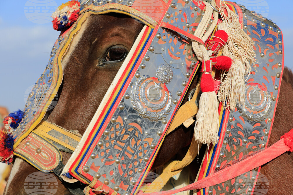 Libya Equestrian Festival