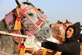 Libya Equestrian Festival
