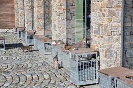 Боровец - зимен сезон - очакване