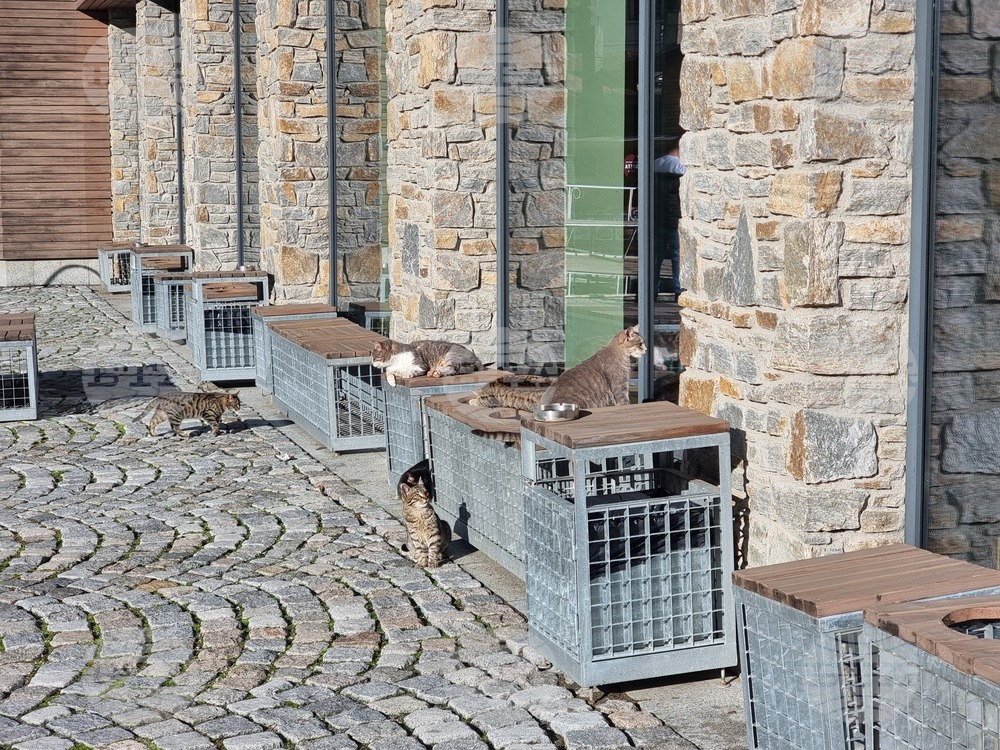 Боровец - зимен сезон - очакване