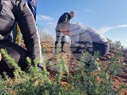 Стара Загора - Седми километър - залесяване