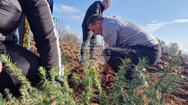 Над 13 000 фиданки атласки кедър бяха засадени на площ от 65 декара в местността Седми километър край Стара Загора