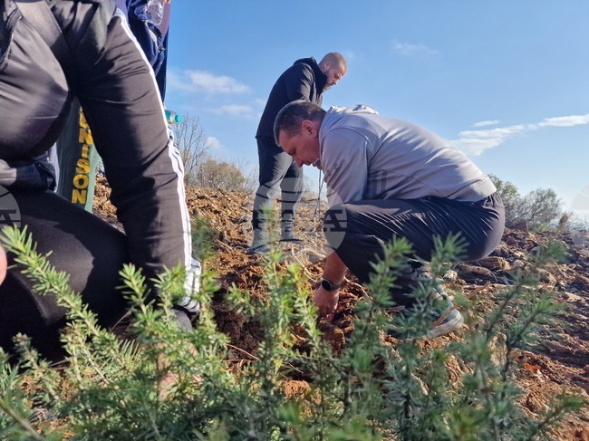 Над 13 000 фиданки атласки кедър бяха засадени на площ от 65 декара в местността Седми километър край Стара Загора