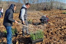 Стара Загора - Седми километър - залесяване