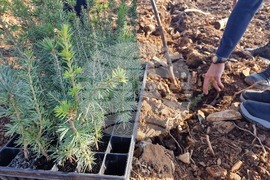 Стара Загора - Седми километър - залесяване