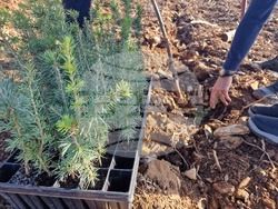 Стара Загора - Седми километър - залесяване