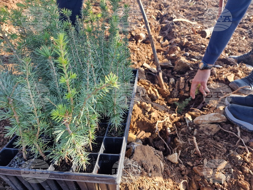 Стара Загора - Седми километър - залесяване