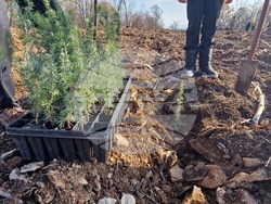 Стара Загора - Седми километър - залесяване