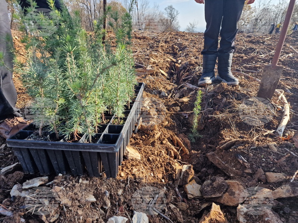 Стара Загора - Седми километър - залесяване