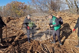 Стара Загора - Седми километър - залесяване