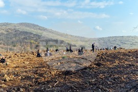 Стара Загора - Седми километър - залесяване